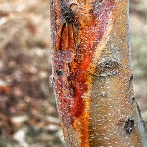 Landscaping winterization, like wrapping your trees, will protect your ornamentals from sunscald here in Frederick, MD.
